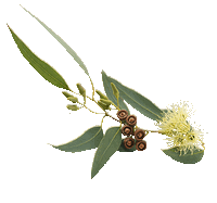 Gum Leaf